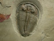 Altiocculus drumensis Trilobite Fossils