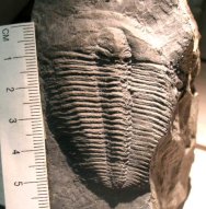 Chancia trilobites