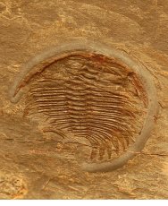 Oryctocephalus americanus Trilobite  from Monolo Formation in California