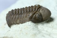 Paciphacops campbelli Oklahoma Trilobites